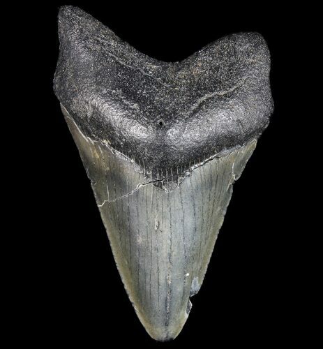 Fossil Megalodon Tooth - Georgia #77528